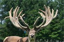 LVE Trophies