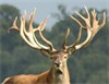 Marcus 474 last year