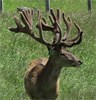 Lot 6 Canes Deer sale @ 3 Years old