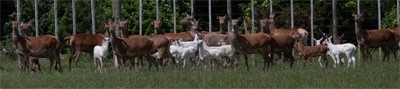 20 unrelated Red hinds