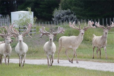 a group of the 10 3Y sires on offer 