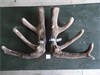 Lot 1 Pendragon / Aztec / Harvey