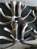 Velvet Stags 5+kg