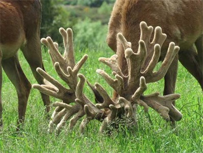 Lot 1 Rigby/ Davidson/Matthew/Odysseus