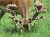 Lot 26 3Y Stag