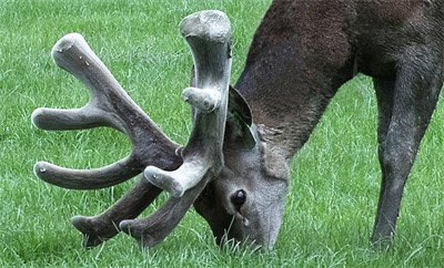 Sire Southern Man 9 kg @ 4 Yrs