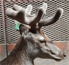 Lot 4 2Y Stag
