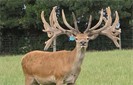 Rothesay Deer Stag Sale