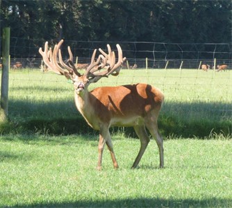 Lot 1 3Y Stag by Sire 373