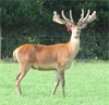 Lot 8 - 2Y Stag Or100