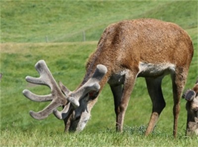 Lot 2a - NEW STAR LOT ADDED