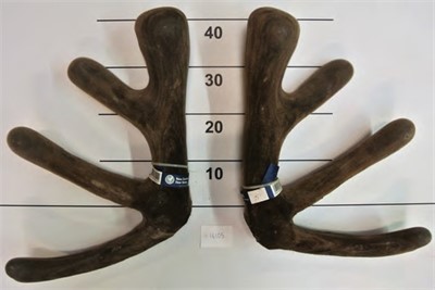 Lot 1 ZinZan Brook 9+kgs@3