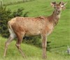Lot 3 2 Year Stag