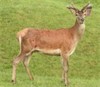 Lot 4 2 year Stag