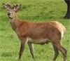 Lot 12 2 year Stag