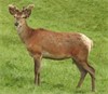 Lot 16 2 year Stag