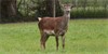 Lot 106