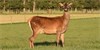 Lot 225