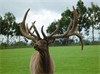 Kiwi Renegade ELK 