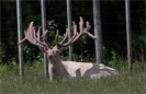Tokomaru White Red Deer