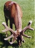 Mondin @ 3 years - 1st 3 yr stag to cut 5kg SA2