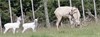 We breed trophy style white deer