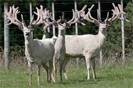 Tokomaru White Red Deer